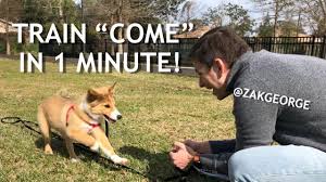 How to stop dog and puppy's ugly behavior : How To Train Your Dog To Come When Called In 1 Minute Youtube