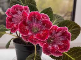 Well, we are here to help. 27 Best Low Light Indoor Plants For Light Starved Rooms