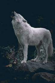 Wolfsheart Blog Wolf Howling Wolf Photography Animal Photography