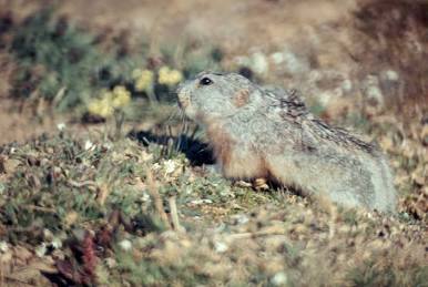 Northern collared lemming - Wikipedia