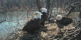 Trio Bald Eagle Nest Cam With Images Bald Eagle Nest Cam Eagle Nest