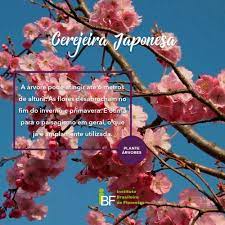 Muda De Cerejeira Japonesa P Serrulata Click Mudas