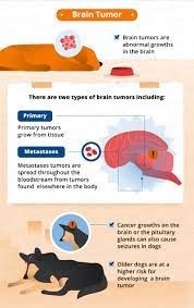 What Causes Seizures In Dogs Canna Pet