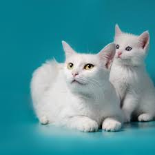 Check spelling or type a new query. Cat Introduces Her Kitten To Owner S Baby In Adorable Video