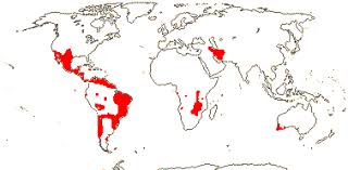 Image result for Apodanthaceae