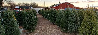 As a kid my mother would take my brother and i to the local garden center an pick a pre cut tree to take home. Christmas Trees Decor Christmas Tree Shop Nj Farms View Farm