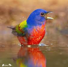 Birds Of Prey Trailer Song Painted Bunting Passerina Ciris Texas Usa Photographe Painted Bunting Bird Photography Beautiful Birds