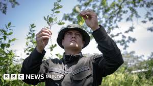 Colombia 'Descertificada' por EE.UU.: ¿Golpe a Petro o Realidad Antidrogas? - Imagen principal del artículo