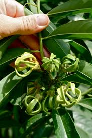 Image result for Artabotrys modestus