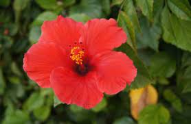 How To Use Gudhal Hibiscus Flower Powder For Hair Growth Hibiscus Flowers Gudhal Flower Hibiscus