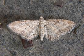 Image result for Eupithecia subumbrata
