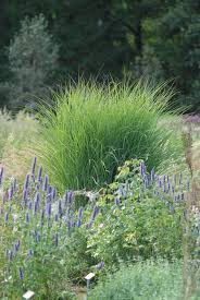 Miscanthus Sinensis Gracillimus Chinaschilf Eulalia Gras In 2020 Garten Pflanzen Gras