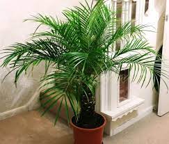 Как вырастить пальму из косточки. Finikovaya Palma V Domashnih Usloviyah Iz Kostochki Uhod Peresadka I Problemy V Vyrashivanii