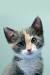 Calico Long Hair Baby Kittens
