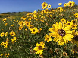 Garden center in carlsbad, california. Best Places To See Southern California Wildflowers This Year