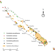 Image result for Costularia