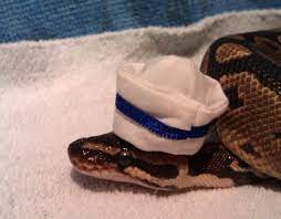 Ahoy Mate Here S Slithery Snake In A Sailor S Hat Http Www Omglmaowtf Com Snakes In Hats Snake In Sailors Hat Snakes With Hats Pet Clothes Cute Reptiles