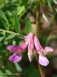 Image result for Indigofera monantha