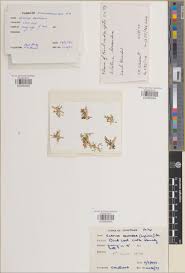 Image result for Klainedoxa