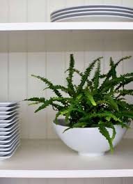 We did not find results for: The Houseplant Diaries How I Learned To Stop Worrying And Love Finicky Ferns Gardenista