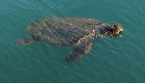 Check spelling or type a new query. Argostoli Auf Eigene Faust Schildkroten Katavothres