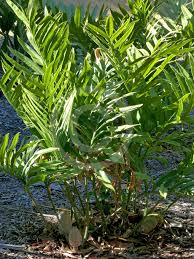 Image result for Stangeria eriopus