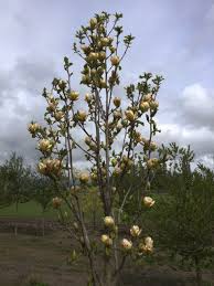 Image result for magnolie sunsation