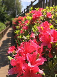 Find out more from webmd's slideshow about common poisonous plants and how to avoid them. A British Prof In Japan Amazing And Poisonous Azaleas