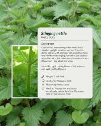 Image result for Urtica