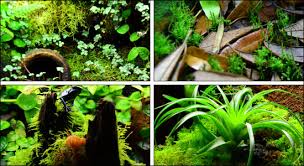 Live Vivarium Plant Kit For 24x18x24 Terrariums Neherp Your One Stop Vivarium Shop