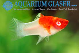 It is commonly kept as a pet in indoor aquariums, and is one of the most popular aquarium fish. Xiphophorus Page 2 Of 2 Aquarium Glaser Gmbh