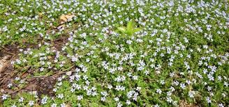 6 inches tall and 12 inches, leaves turn bright gold in winter; Best Grasses To Plant Between Pavers All Green