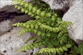 Image result for Asplenium trichomanes