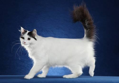 Turkish Van - TICA - The International Cat Association