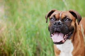 Where is juliet's house animal rescue in nc? Spca Of The Triad