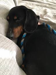 Looking for a new home for my puppy jackson. Dayton Oh Dachshund Meet Burke A Pet For Adoption