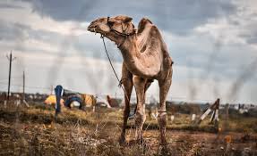 It mainly eats thorny vegetation, twigs, date stones. Peta India And Local Activists Rescue Seven Camels From Sacrifice Blog Peta India