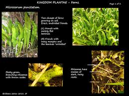 Image result for Microsorum punctatum