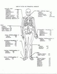 On coloring pages for kids you will find loads of wonderful, free pictures to print and color! Anatomy Andiology Coloring Pages Sheet Kcnggk96i Tag Workbook The Muscular System Awesome Approachingtheelephant