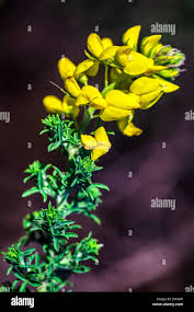 Image result for Adenocarpus