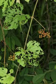 Image result for Ampelocissus africana