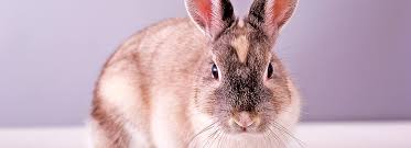 Rabbit Health Dental Care Petsmart