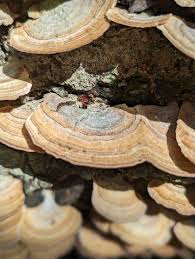 Image result for Trichaptum biforme