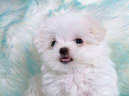 Puppies Wallpaper Fluffy Cute Puppy Wallpaper Cute Baby Animals Very Cute Dogs