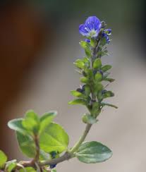 Image result for Cliffortia serpyllifolia