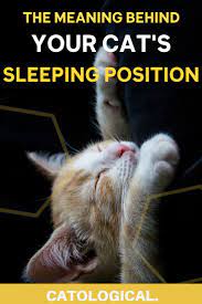 Cat Sleeping Position Meanings What Does Belly Up Or Curled Up Mean Cat Sleeping Positions Cat Sleeping Cat Behavior