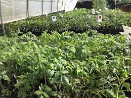Heirloom tomato plants we offer over 80 varieties of heirloom tomato plants and heirloom tomato seeds. Heirloom Tomato Farms Annual Plant Sale Rino Art District Denver Co