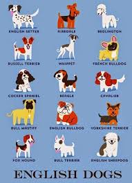 English Dogs English Dogs Dog Breeds List Dog Breeds