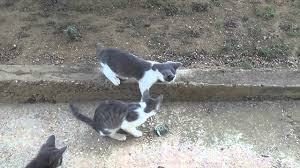 Play aggression or mock fighting is a normal part of cat behavior. Adorable Kittens Playing Soccer Youtube