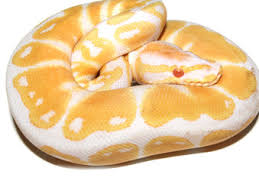 Maybe you would like to learn more about one of these? Ball Python Morph Galleryballpythonmorphgallery Com